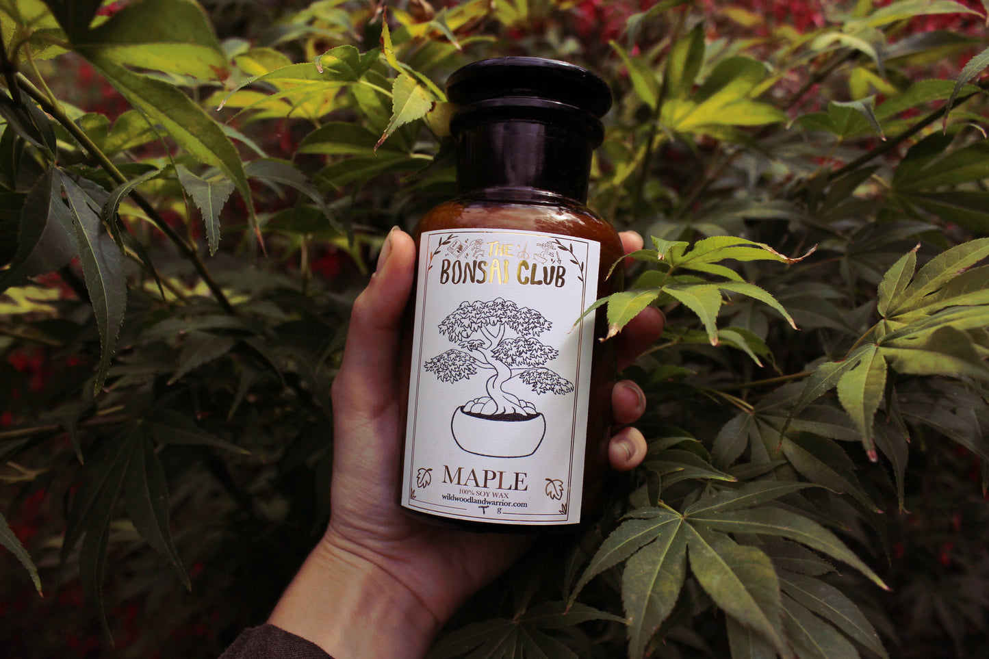 Maple Candle | The Bonsai Club